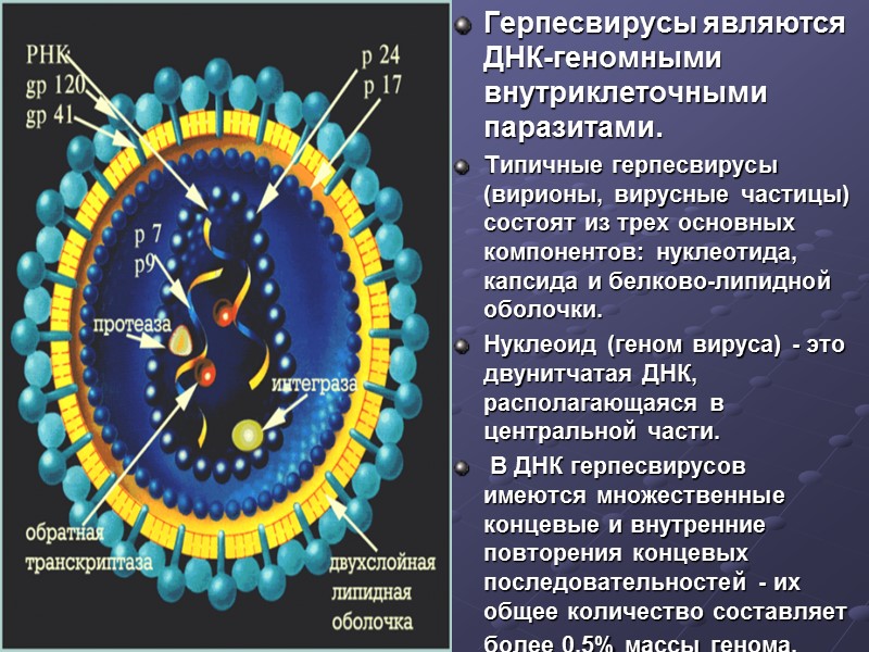 Герпесвирусы являются ДНК-геномными внутриклеточными паразитами.  Типичные герпесвирусы (вирионы, вирусные частицы) состоят из трех
